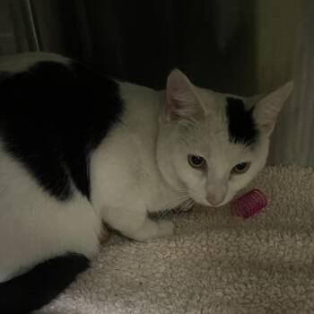 Domestic Short Hair Cats Available for Adoption - Zagbert | PetCurious