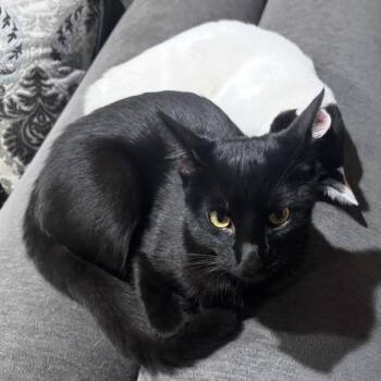 Sogo -  Domestic Short Hair Cat for Adoption in Los Angeles, California - Sogo | PetCurious