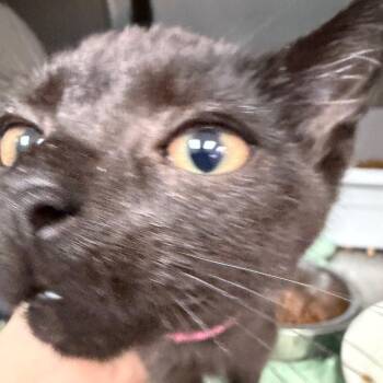 Eira -  Domestic Short Hair Cat for Adoption in Lakeland, Florida - Eira | PetCurious