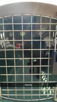 Speedy -  Domestic Short Hair Cat for Adoption in Greensburg, Indiana - Speedy | PetCurious