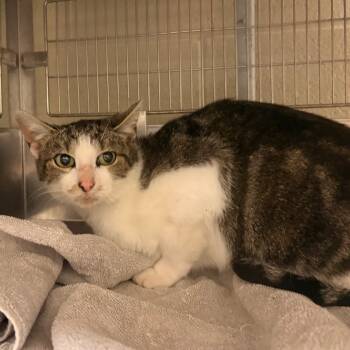 Rescue Domestic Short Hair Cats for Adoption in Bristol, Indiana - Adelise | PetCurious