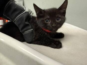 PANSY -  Domestic Short Hair Cat for Adoption in Antioch, California - PANSY | PetCurious