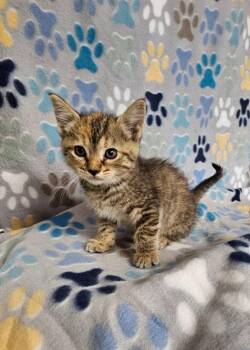 Bonnie -  Domestic Short Hair Cat for Adoption in Wabash, Indiana - Bonnie | PetCurious