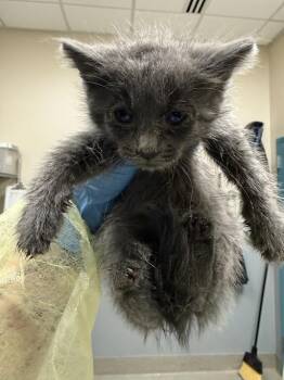 ASHLEY -  Domestic Short Hair Cat for Adoption in Las Vegas, Nevada - ASHLEY | PetCurious