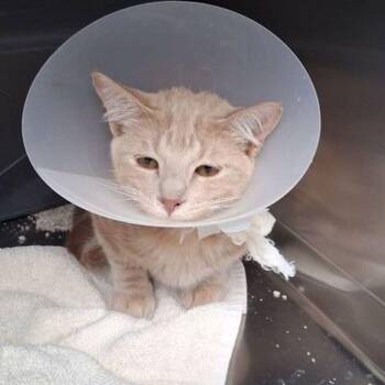 Tater -  Domestic Short Hair Cat for Adoption in Lake Havasu City, Arizona - Tater | PetCurious