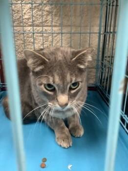 Rescue Domestic Short Hair Cats for Adoption in Fort Worth, Texas - 59827390 | PetCurious