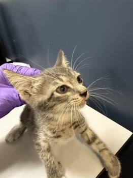 TINNA -  Domestic Short Hair Cat for Adoption in Doral, Florida - TINNA | PetCurious