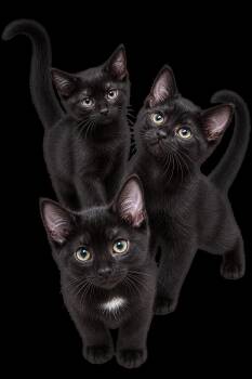 Kittens - RICE CRISPY TREATS - Triple the Fun! -  Domestic Short Hair and Bombay Cat for Adoption in Hillsboro, Oregon - Kittens - RICE CRISPY TREATS - Triple The Fun! | PetCurious
