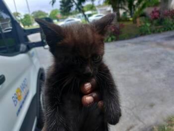 A2477717 -  Domestic Short Hair Cat for Adoption in Fort Lauderdale, Florida - A2477717 | PetCurious