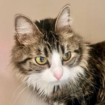 Domestic Medium Hair Cats Available for Adoption in Flagstaff, Arizona - Freya | PetCurious