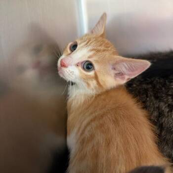 Carl Dean -  Domestic Short Hair Cat for Adoption in Council Bluffs, Iowa - Carl Dean | PetCurious