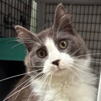 Domestic Medium Hair Cats Available for Adoption - Charles | PetCurious