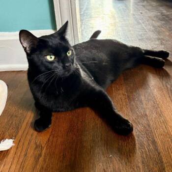 Domestic Short Hair Cats Available for Adoption - Teir | PetCurious