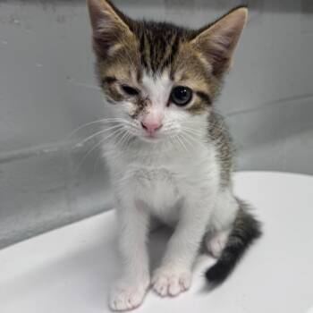 Domestic Short Hair Cats Available for Adoption in Summerville, South Carolina - Maguito | PetCurious