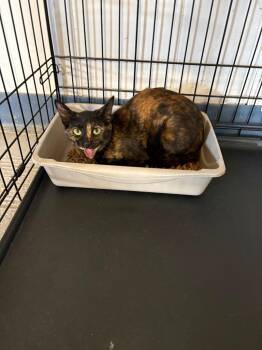 Twisted Whiskers -  Domestic Short Hair Cat for Adoption in Wauchula, Florida - Twisted Whiskers | PetCurious