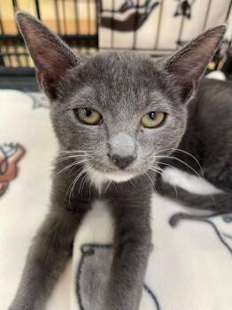 Domestic Short Hair Cats Available for Adoption - Meuw | PetCurious