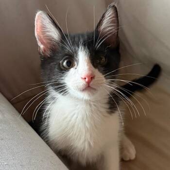 Linguini 2 -  Domestic Short Hair Cat for Adoption in Bulverde, Texas - Linguini 2 | PetCurious