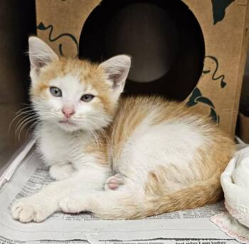 FRANKIE -  Domestic Short Hair Cat for Adoption in St. Louis, Missouri - FRANKIE | PetCurious