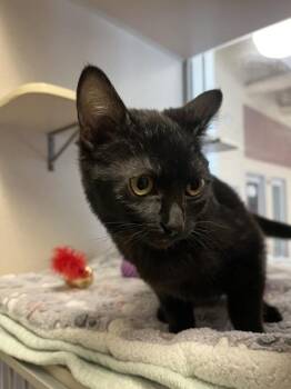 Dove -  Domestic Short Hair Cat for Adoption in Salinas, California - Dove | PetCurious