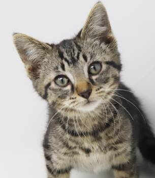 Bronco is oh so beautiful Teeny TINY lover -  Tabby and Bengal Cat Available for Adoption in Bedford Hills, New York - Bronco Is Oh So Beautiful Teeny TINY Lover | PetCurious