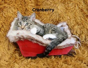 Rescue Tabby and Extra Toes Cat Hemingway Polydactyl Cats for Adoption in St. Augustine, Florida - Cranberry | PetCurious