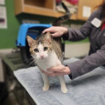 Smally -  Domestic Short Hair Cat for Adoption in Kansas City, Missouri - Smally | PetCurious
