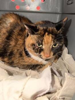 Domestic Short Hair Cats Available for Adoption in West Chester, Pennsylvania - Barb | PetCurious