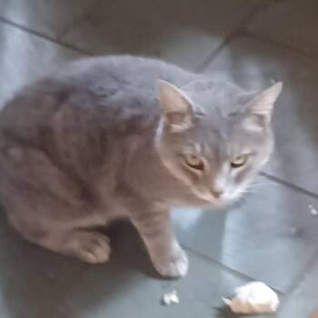 Crystal -  Domestic Short Hair Cat for Adoption in Harrisonburg, Virginia - Crystal | PetCurious