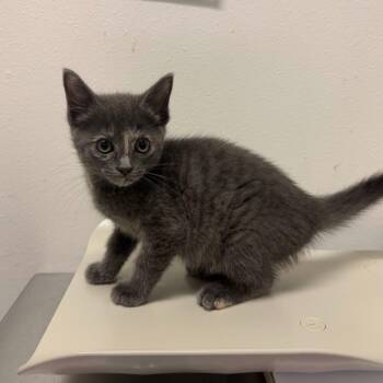 Kiwi -  Domestic Short Hair Cat for Adoption in Edinburg, Texas - Kiwi | PetCurious