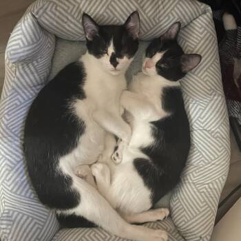 Maggie Walker -  Domestic Short Hair Cat for Adoption in Eagle Mountain, Utah - Maggie Walker | PetCurious