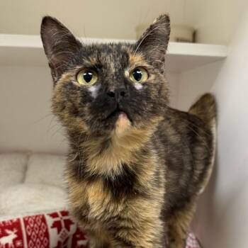 Sinclair -  Domestic Short Hair Cat for Adoption in Stillwater, Oklahoma - Sinclair | PetCurious