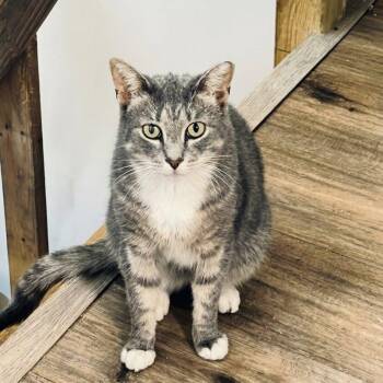Reef -  Domestic Short Hair Cat for Adoption in Montclair, New Jersey - Reef | PetCurious