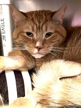 Pikachu -- Courtesy Post -  Domestic Short Hair Cat for Adoption in Frederick, Maryland - Pikachu -- Courtesy Post | PetCurious