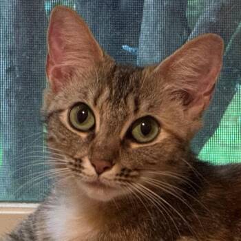Ginger (AKA Susan) -  Domestic Short Hair Cat for Adoption in Cumming, Georgia - Ginger (AKA Susan) | PetCurious