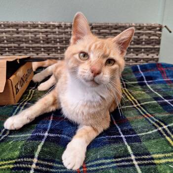 Rescue Domestic Short Hair Cats for Adoption in Attica, New York - Pickles | PetCurious