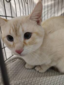 Siamese Cats Available for Adoption - Zircon | PetCurious