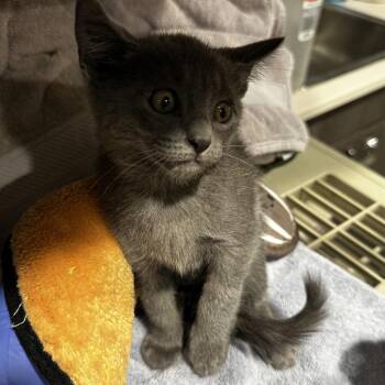 Kahlo -  Domestic Short Hair Cat for Adoption in Tampa, Florida - Kahlo | PetCurious