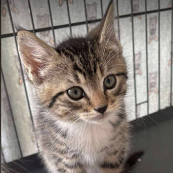 Rescue Domestic Short Hair Cats for Adoption in Nashville, Tennessee - Forest | PetCurious