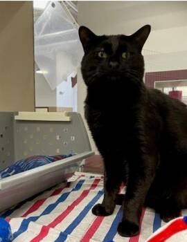 MARZIPAN -  Domestic Short Hair Cat Available for Adoption in Springfield, Massachusetts - MARZIPAN | PetCurious
