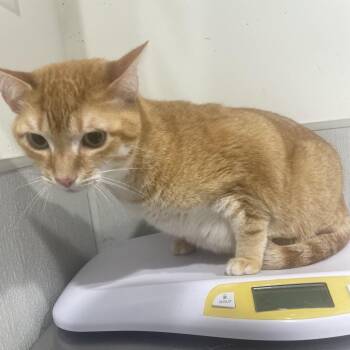 Domestic Short Hair Cats Available for Adoption - Gibbs | PetCurious