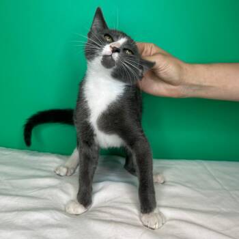 Monty (was Marley) -  Domestic Short Hair Cat for Adoption in San Antonio, Texas - Monty (was Marley) | PetCurious