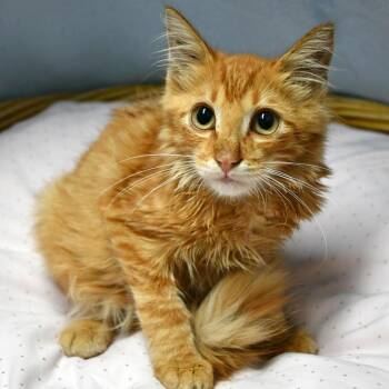 Limoncello -  Domestic Short Hair Cat for Adoption in Beaumont, Texas - Limoncello | PetCurious