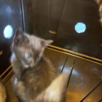 Sea -  Domestic Short Hair Cat for Adoption in Greensboro, North Carolina - Sea | PetCurious
