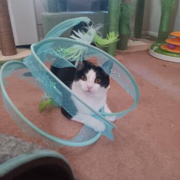 Domestic Short Hair Cats Available for Adoption - Ivy  | PetCurious