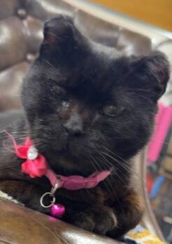 Amanda (Courtesy Listing) -  Domestic Short Hair Cat for Adoption in Williamsburg, Iowa - Amanda (Courtesy Listing) | PetCurious