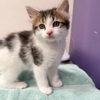 Claire -  Domestic Short Hair Cat for Adoption in Englewood, Florida - Claire | PetCurious