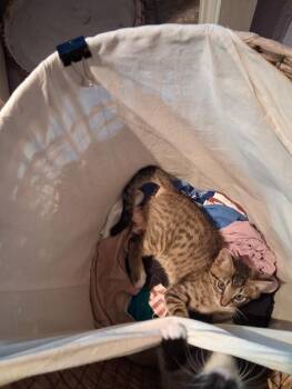 Bear Claw -  Domestic Short Hair Cat for Adoption in San Antonio, Texas - Bear Claw | PetCurious