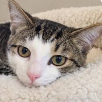 Riker -  Domestic Short Hair Cat for Adoption in Traverse City, Michigan - Riker | PetCurious