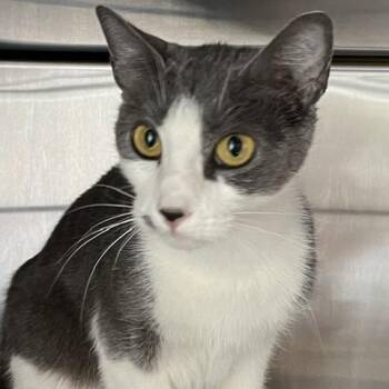 Domestic Short Hair Cats Available for Adoption in Baltimore, Maryland - Paprika | PetCurious
