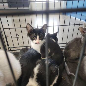 Tude -  Domestic Short Hair Cat for Adoption in Kingman, Arizona - Tude | PetCurious